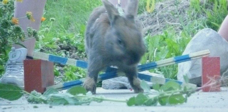 rabbit agility